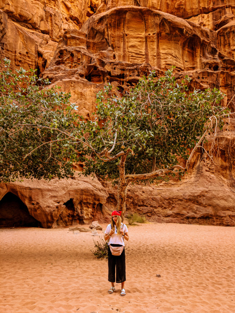 meet without meat wadi rum